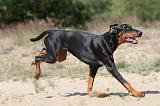 DOBERMANN 777